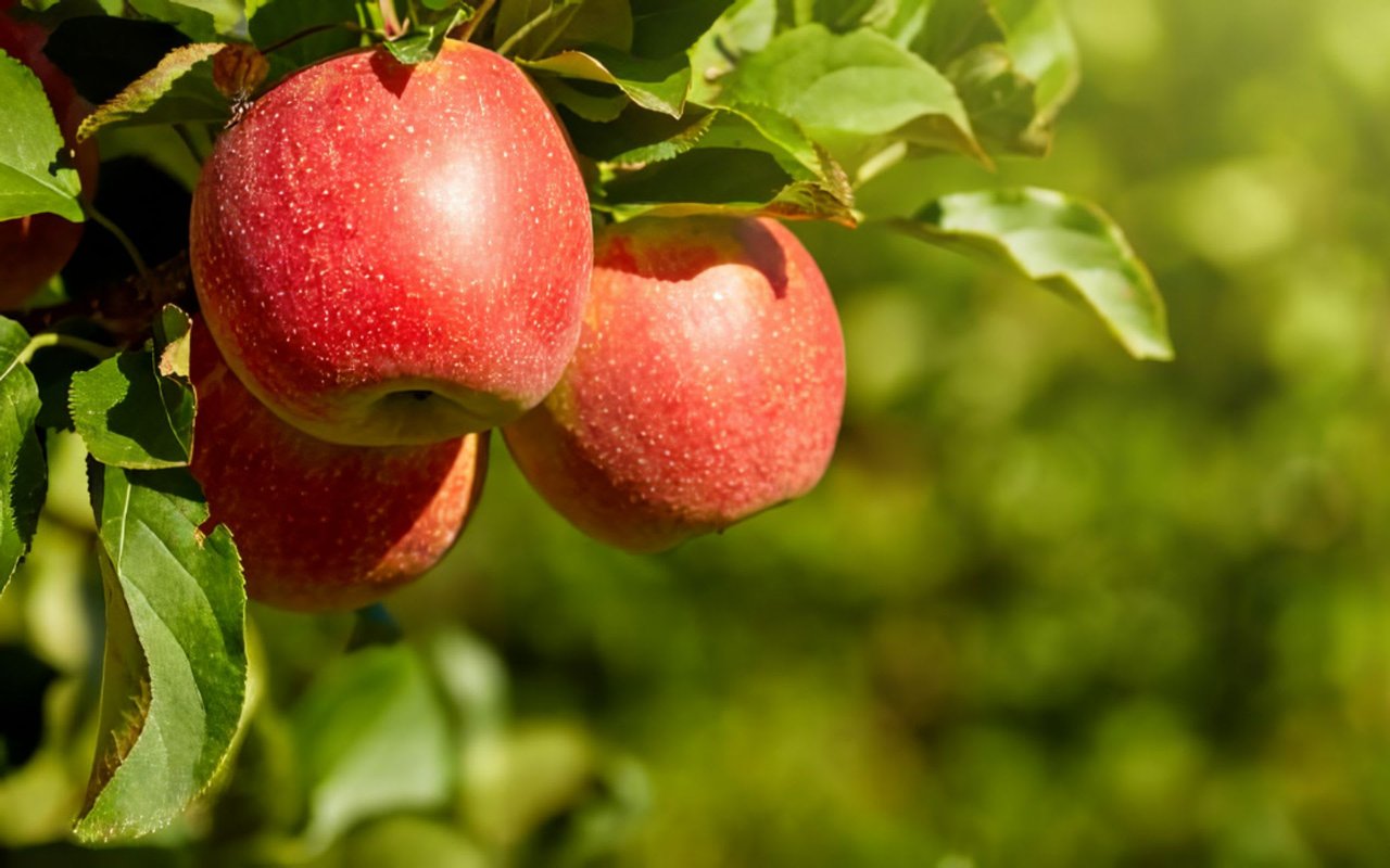 The Best Apple Orchards in South Carolina