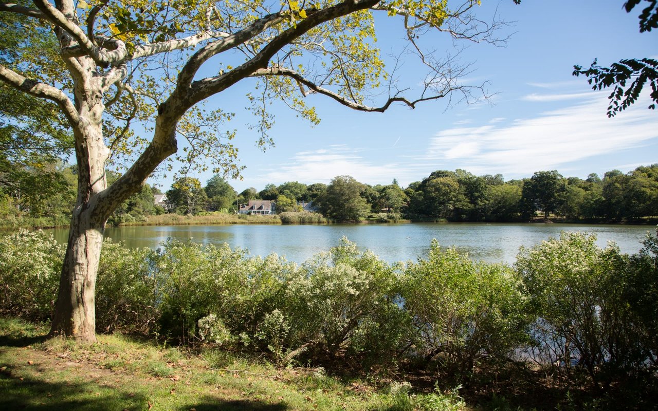 A serene lake surrounded by trees on a sunny day