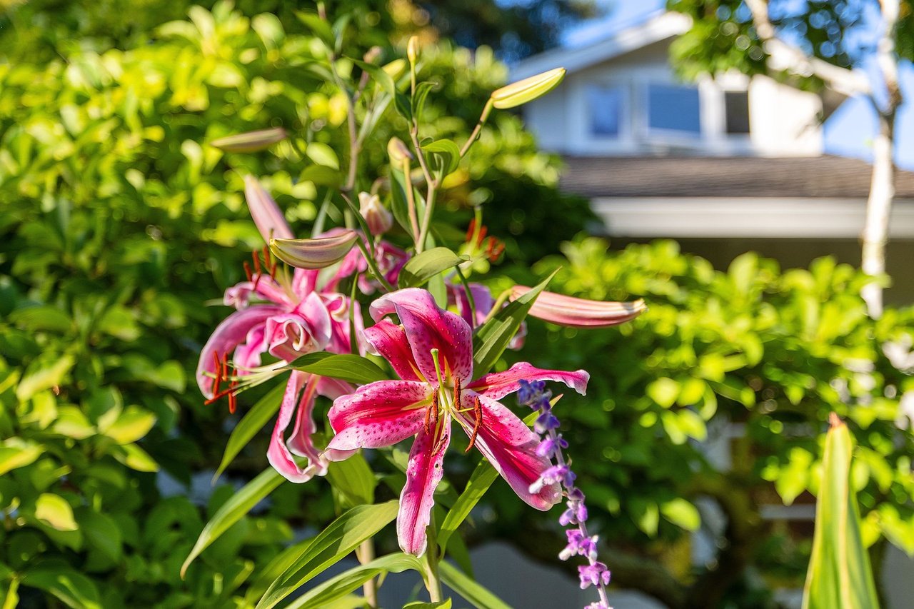 10 Ardmore Road, Larkspur