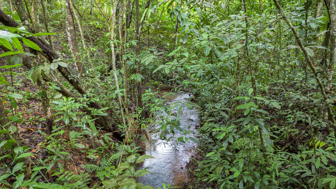  2.5 Acres of Fertile Land with Creek, Ready to Build