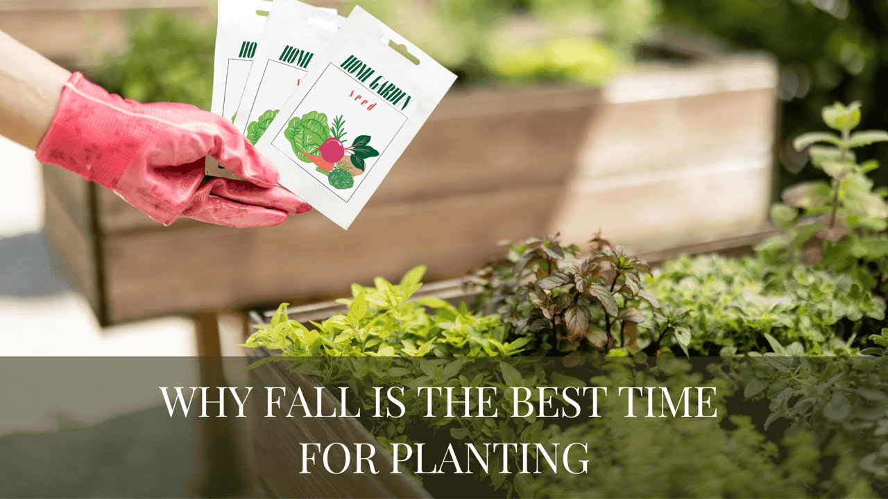Why Fall Is the Best Time for Planting