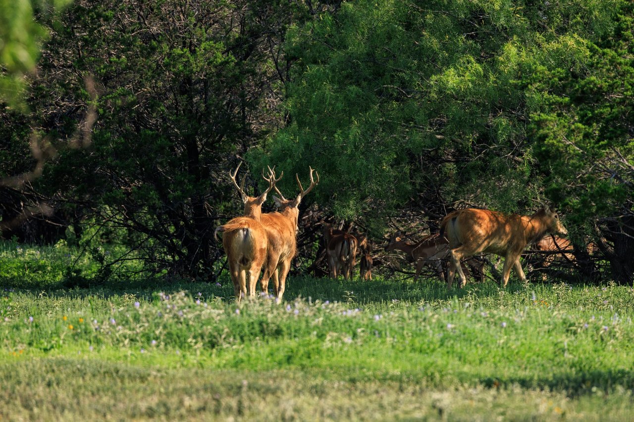 Golden Eagle Ranch