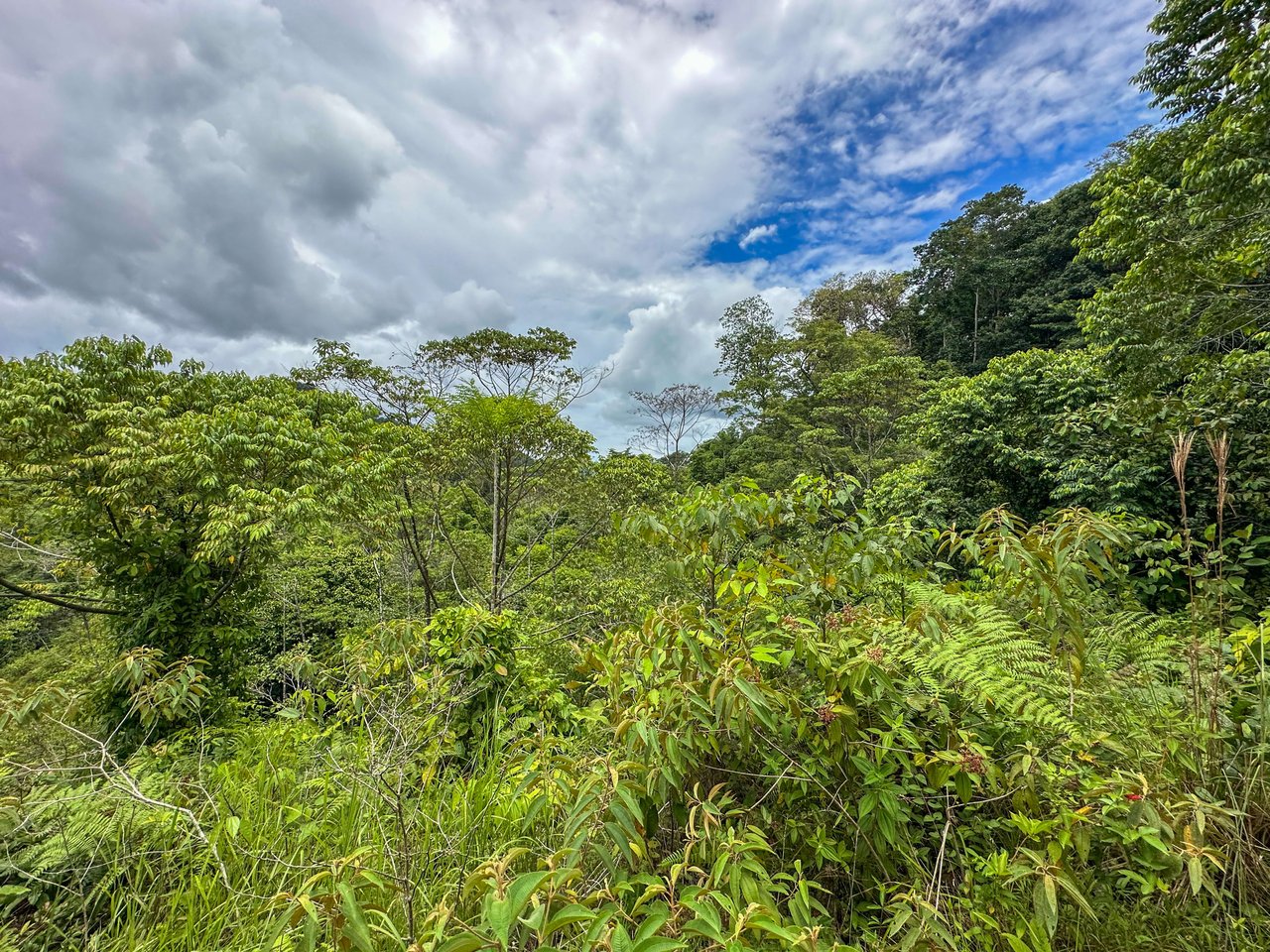 Costa Rican Gem with Conservation Potential: Preserve 26 Acres of Pristine Land