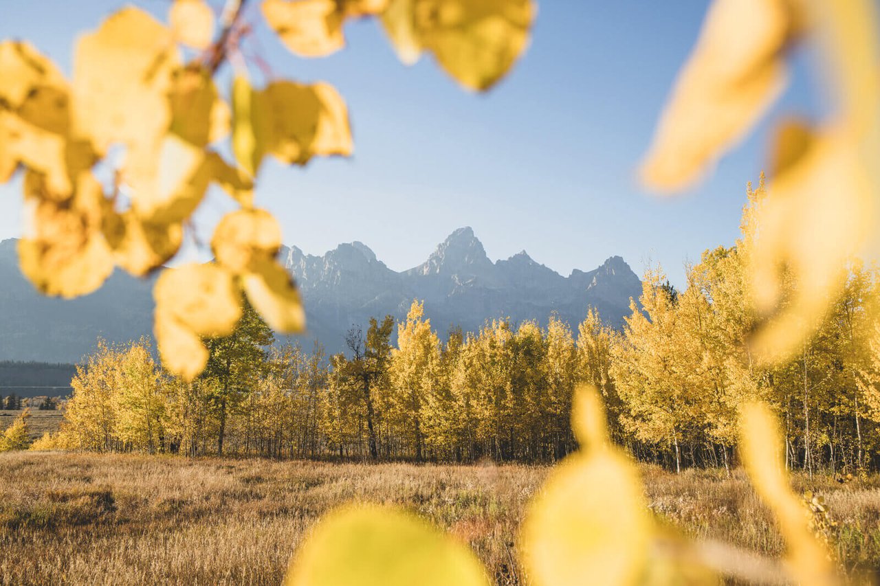 Discover the best fall activities in Jackson Hole including; The Fall Arts Festival, Oktoberfest, and the Jackson Hole Marathon.