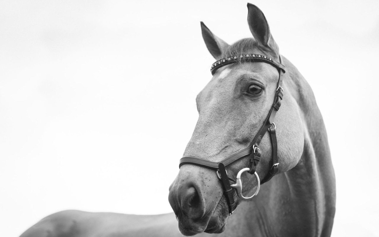 Building the Best Barn for Healthy Horses in South Florida