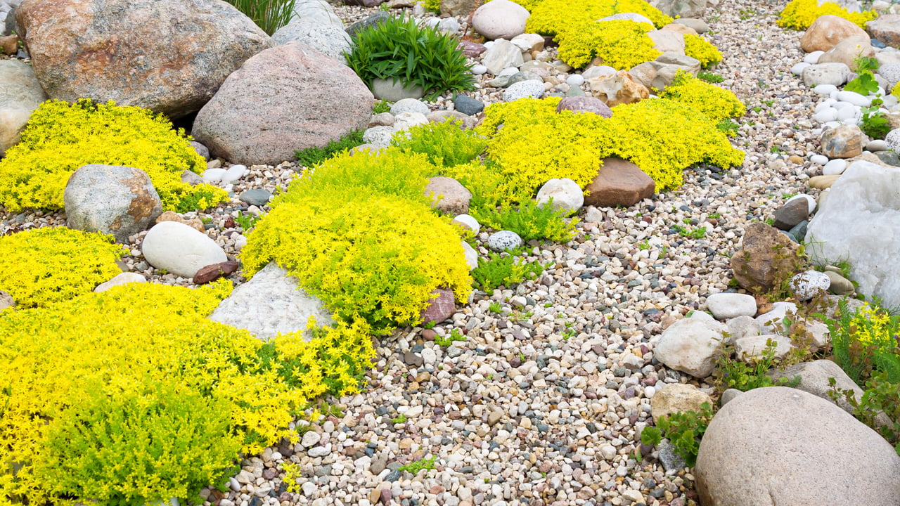 The Benefits of Xeriscaping: Top 8 Reasons to Transform Your Yard 