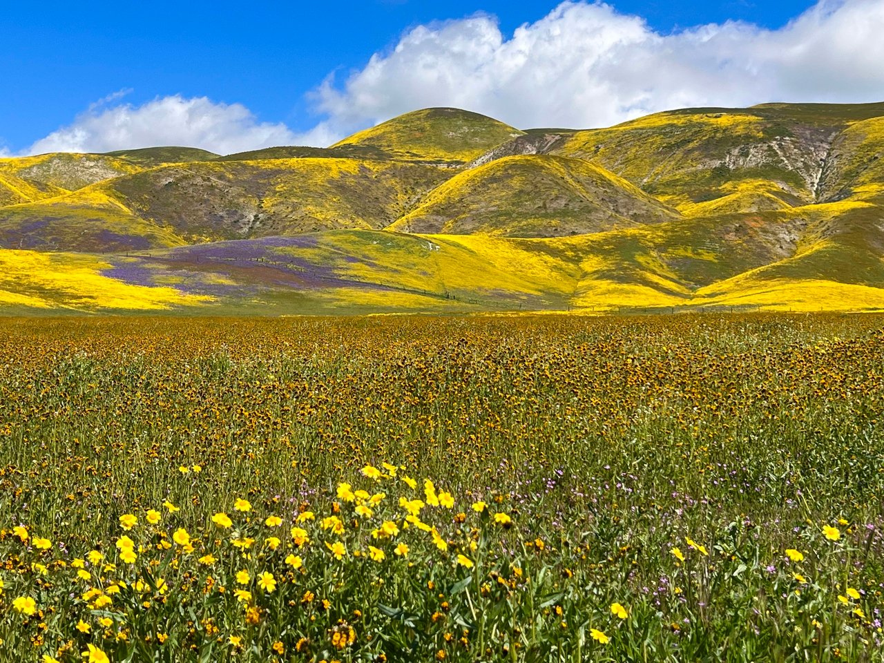 Carrizo Plains