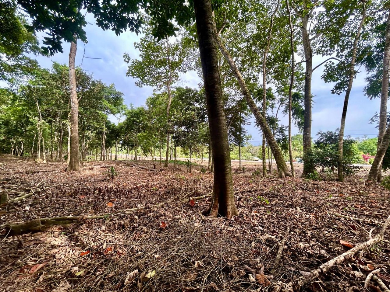 Flat Commercial Development Lot, Osa, Puntarenas