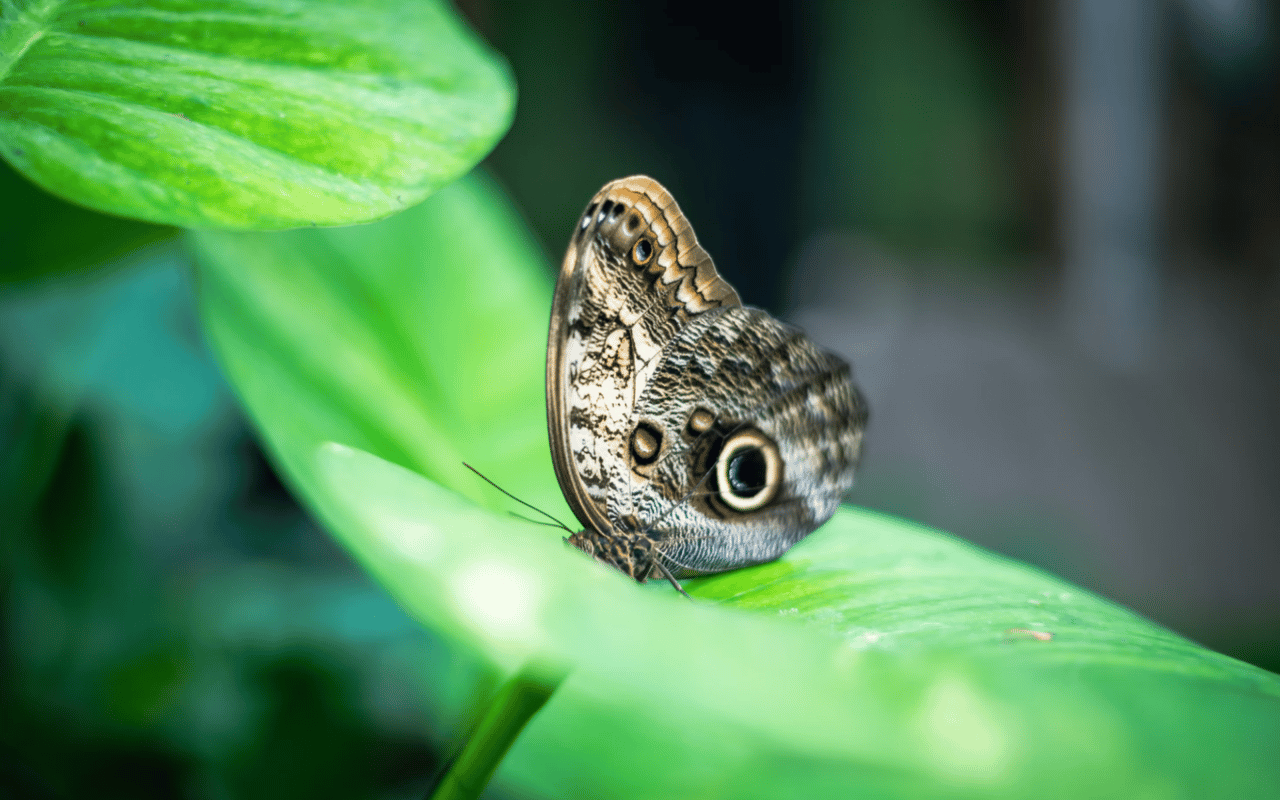 A close-up photo of a colorful butterfly perched on a green leaf.