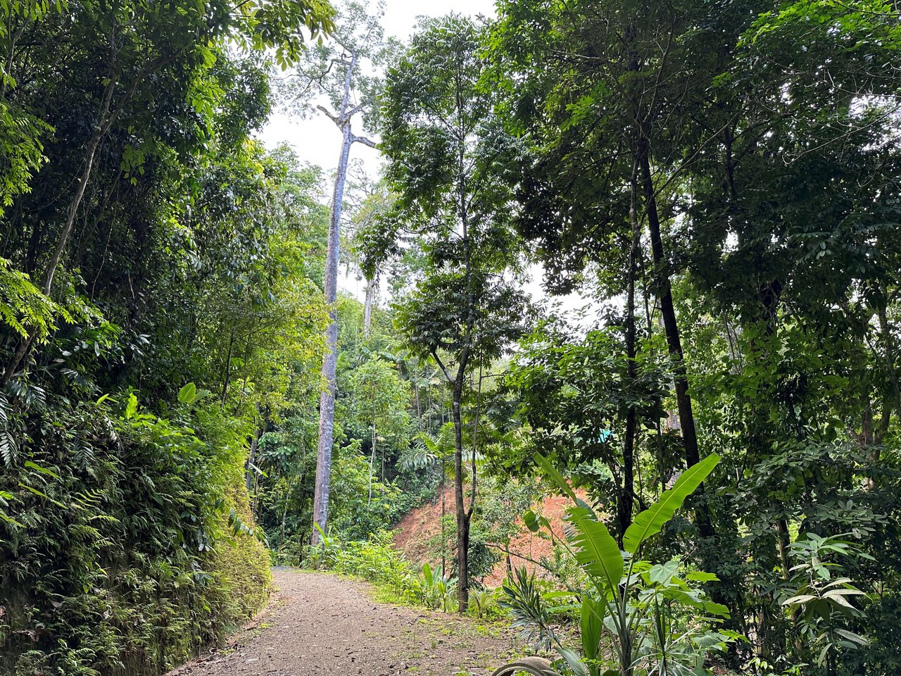 5.77 Acres With 4 Building Sites. Ocean Views, Rivers And Rainforest Abound In Cinco Ventanas! Ojochal 
