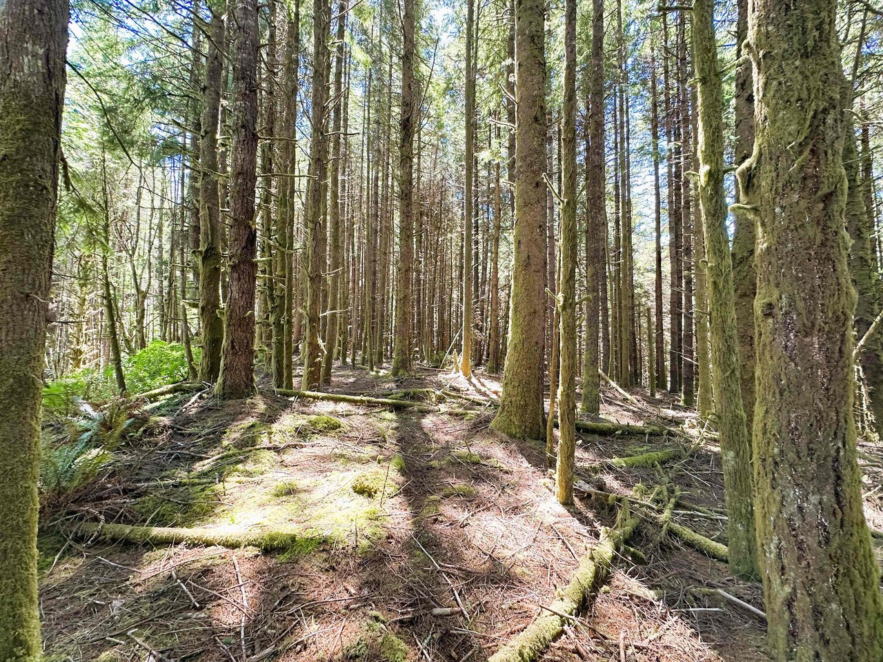 Yaquina Forest