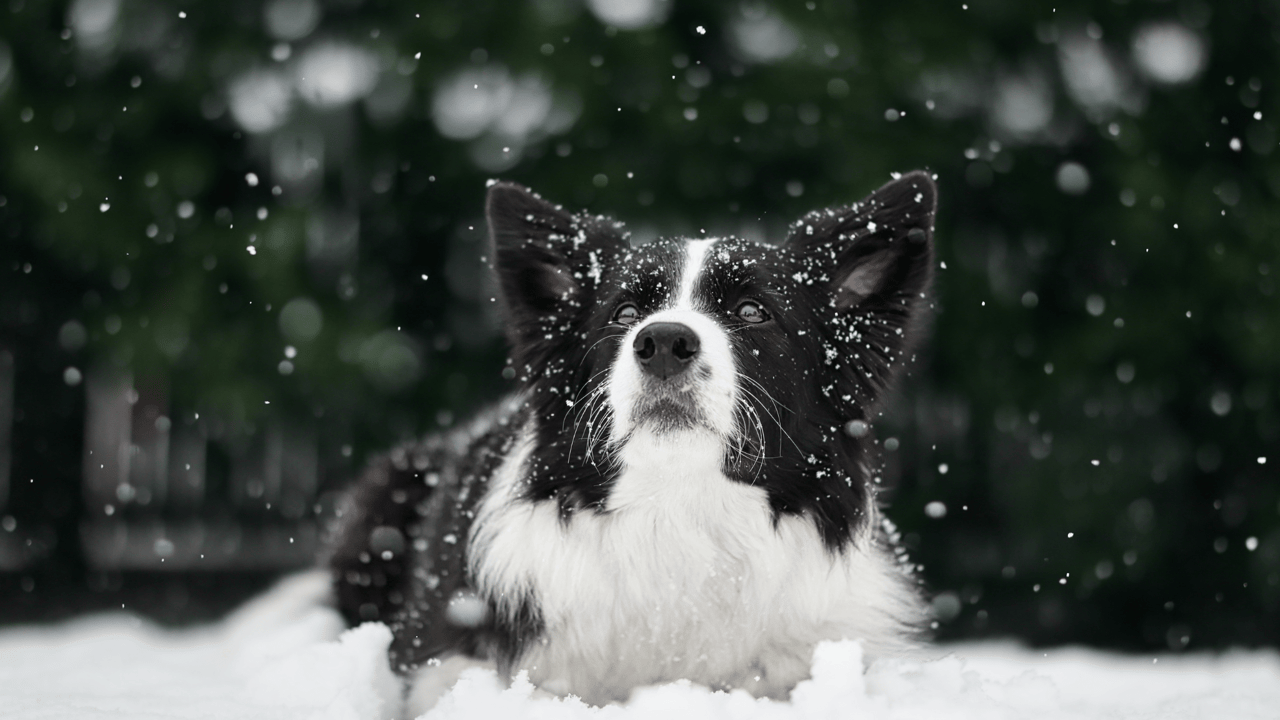 Frosty Paws and Fluffy Tails: Winter Pet Care