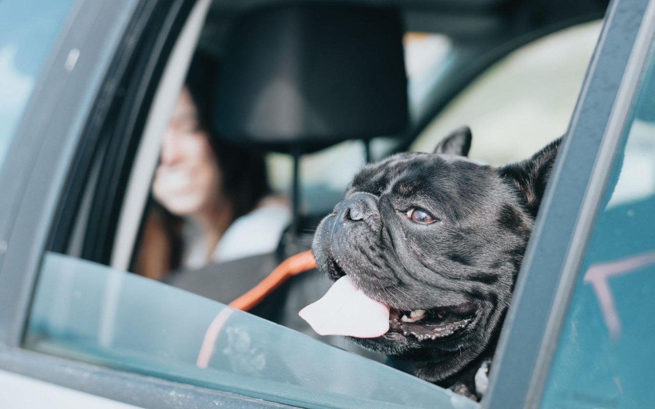 10 Tips for Moving with Pets