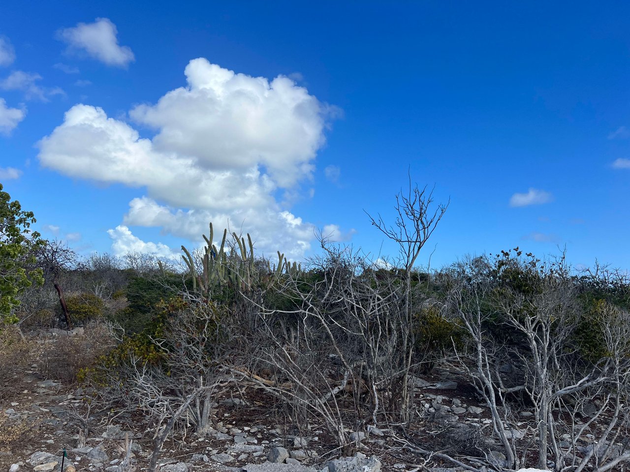 143 .502 Acres at Loblolly Bay