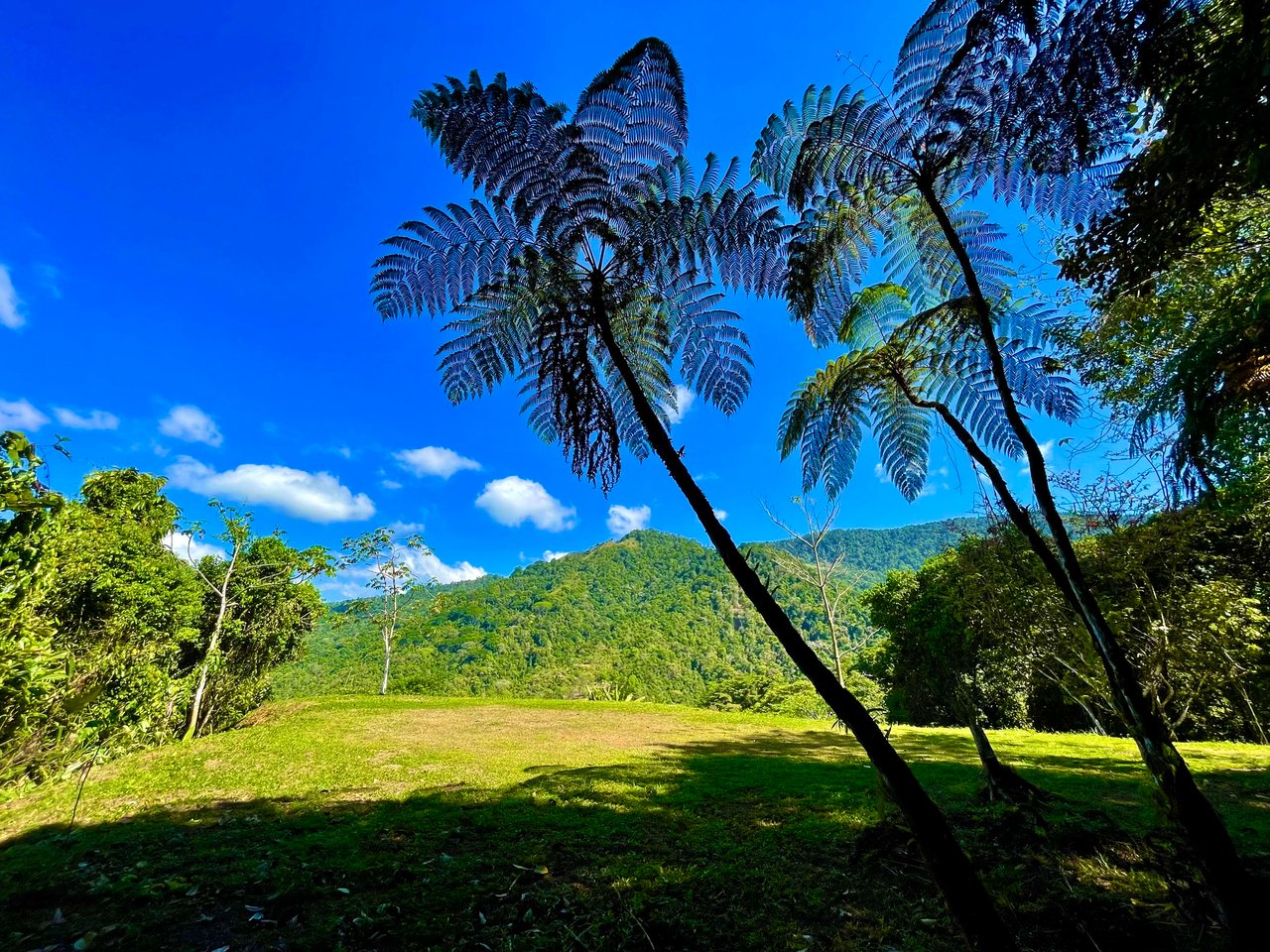 Wildlife•Wildlife •Wildlife, Tres Rios, Puntarenas