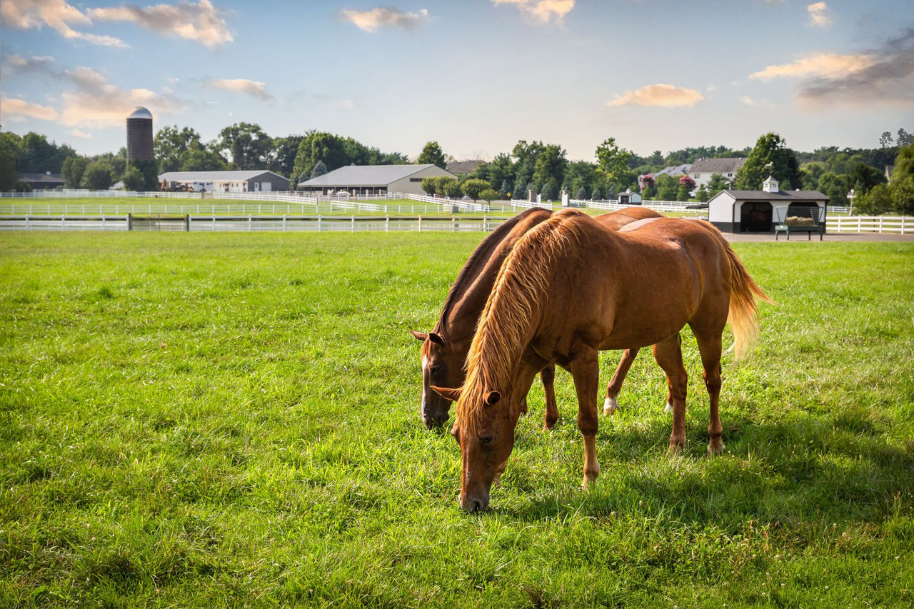 7 Yearling Path