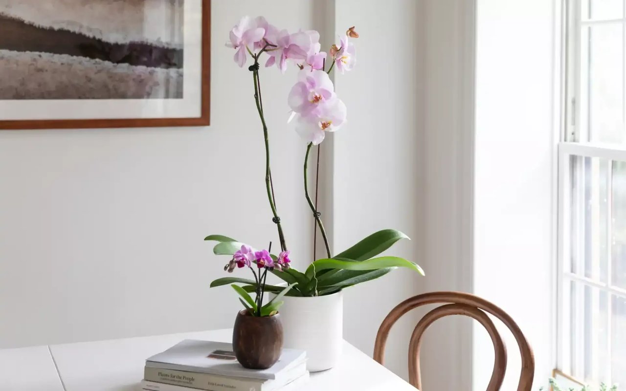 Tips for Growing Indoor Flowering Plants