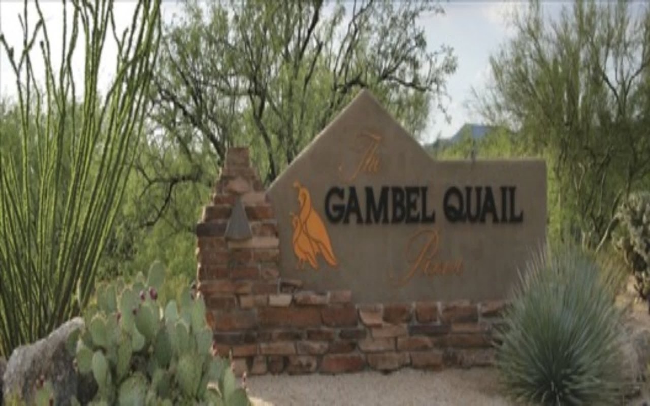 Gambel Quail