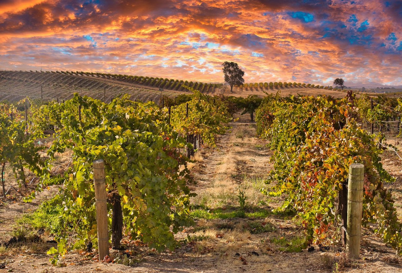 Discover the Most Unique Wineries in Paso Robles and Their Distinct Wines