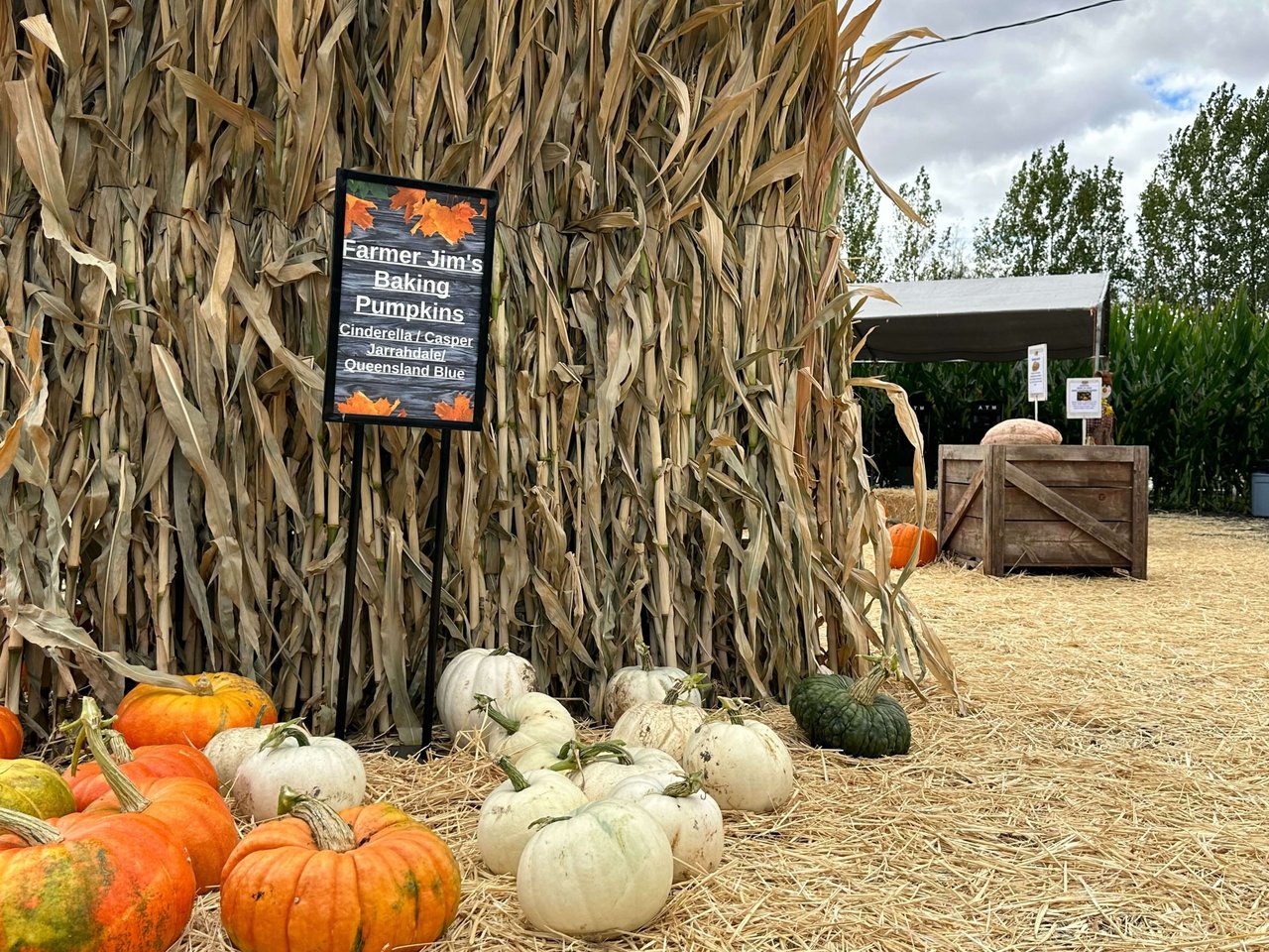 Petaluma Pumpkin Patch and Amazing Corn Maze