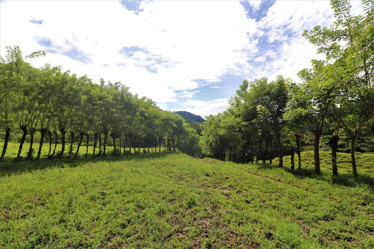 Riverfront Forest Farm, Perez Zeledon, San Jose