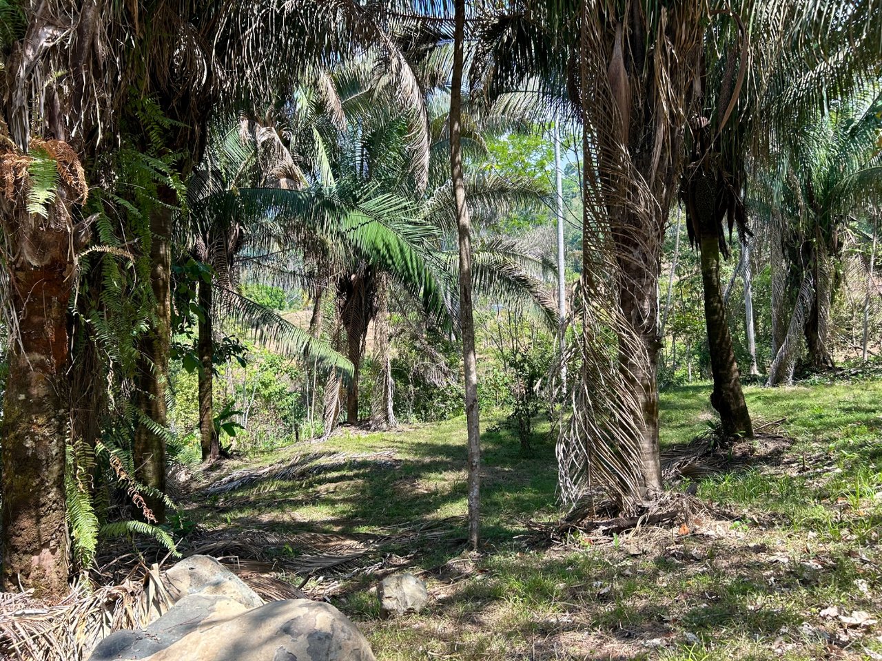 Tranquil Forest Development Land, Dominical, Puntarenas