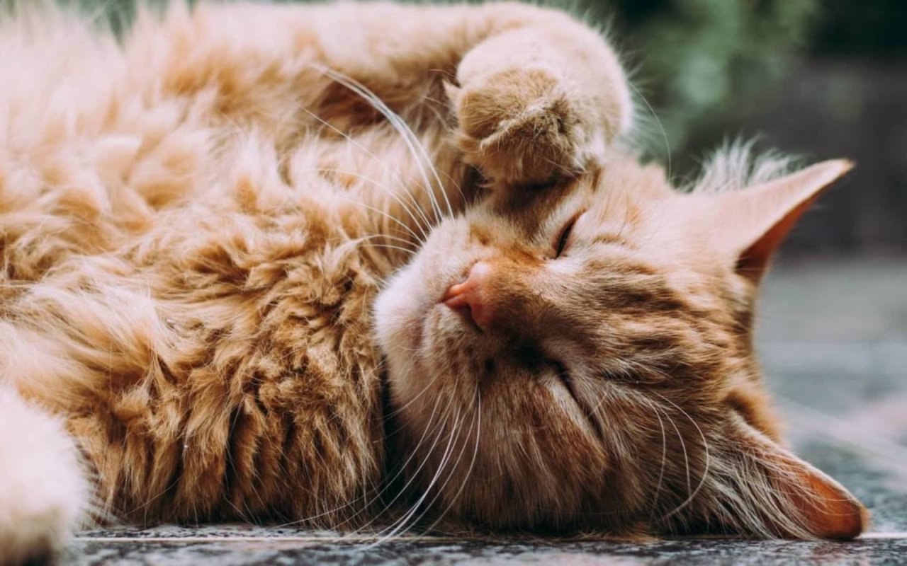 Everything You Need To Know About Having, Moving, and Transporting Pets in Hawaii