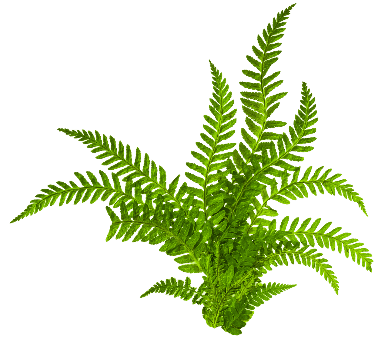 Curb Appeal: Quintessential Cottage