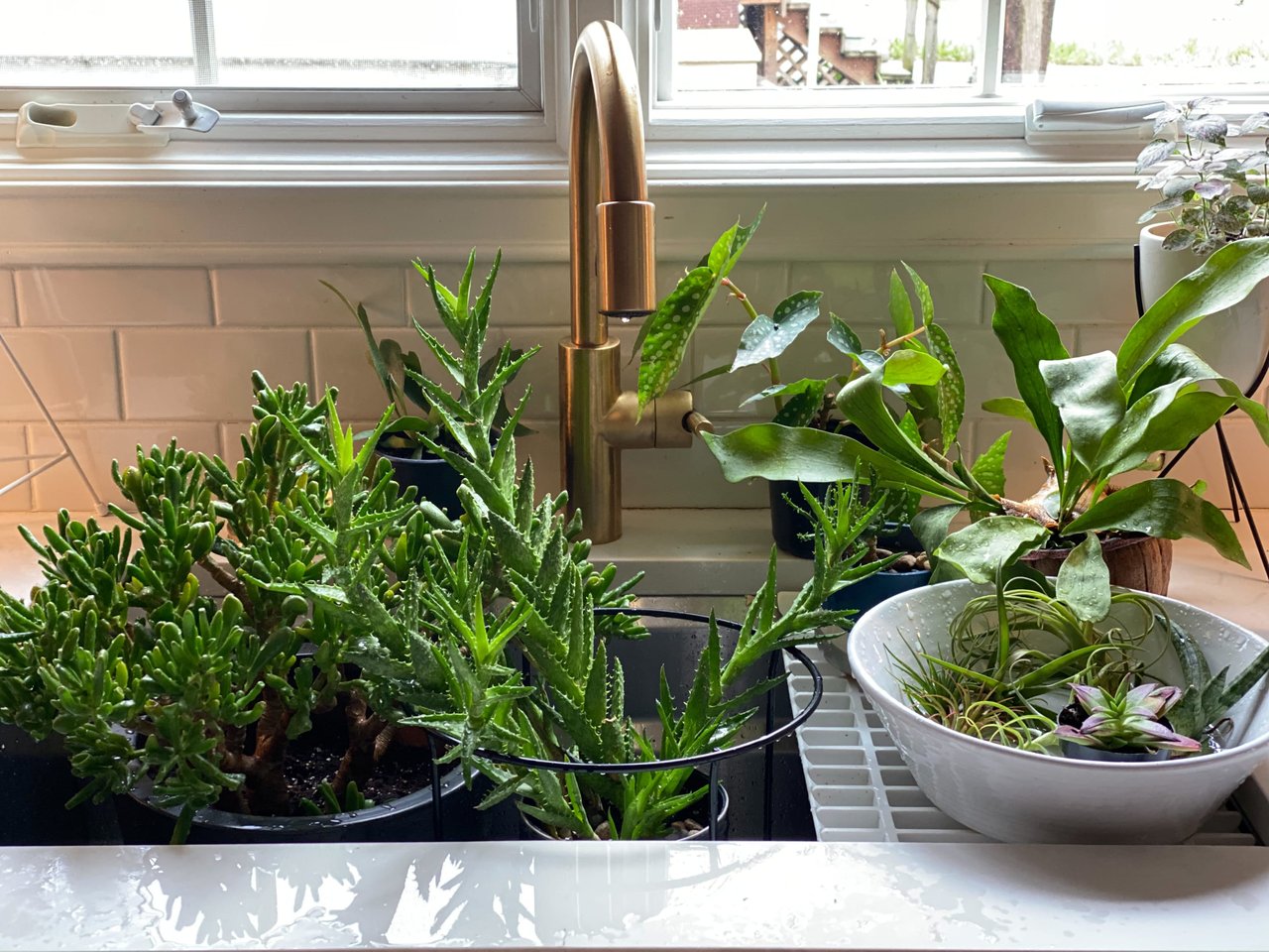 Anne's Easy Guide to Taking Care of Your Houseplants 