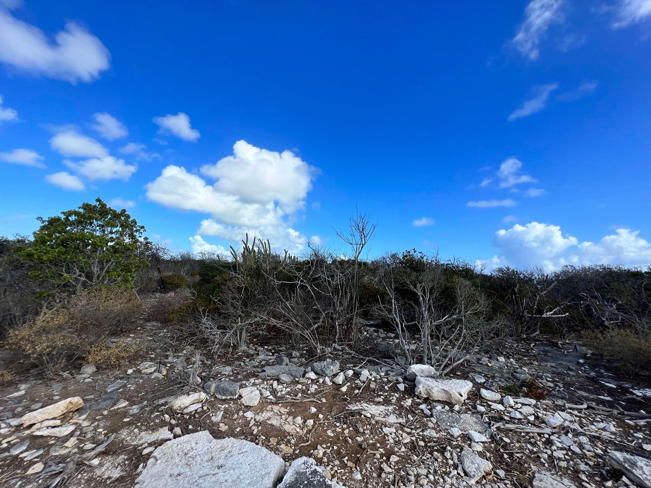 143 .502 Acres at Loblolly Bay