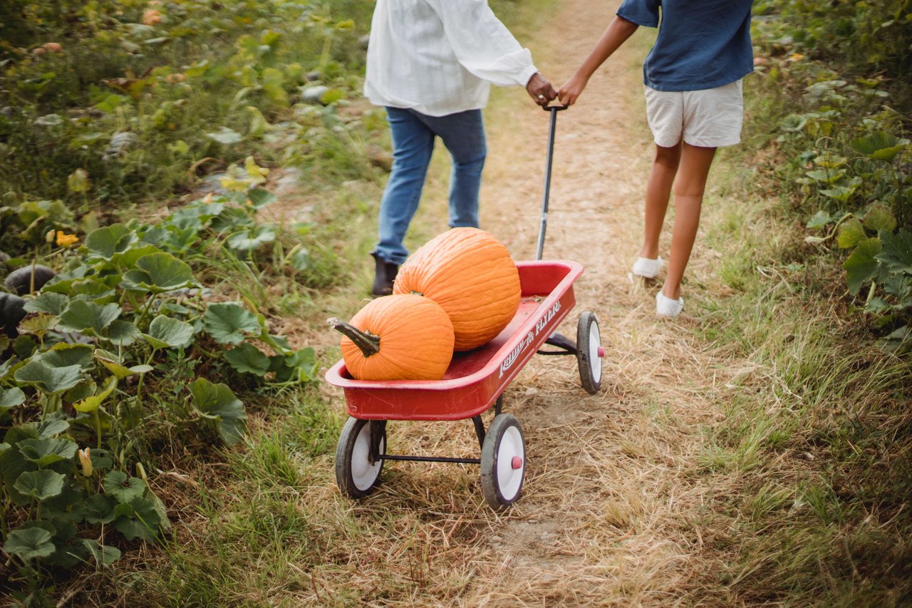 Get Ready for Halloween with the Best Pumpkin Patches to Take Your Family Near Long Beach