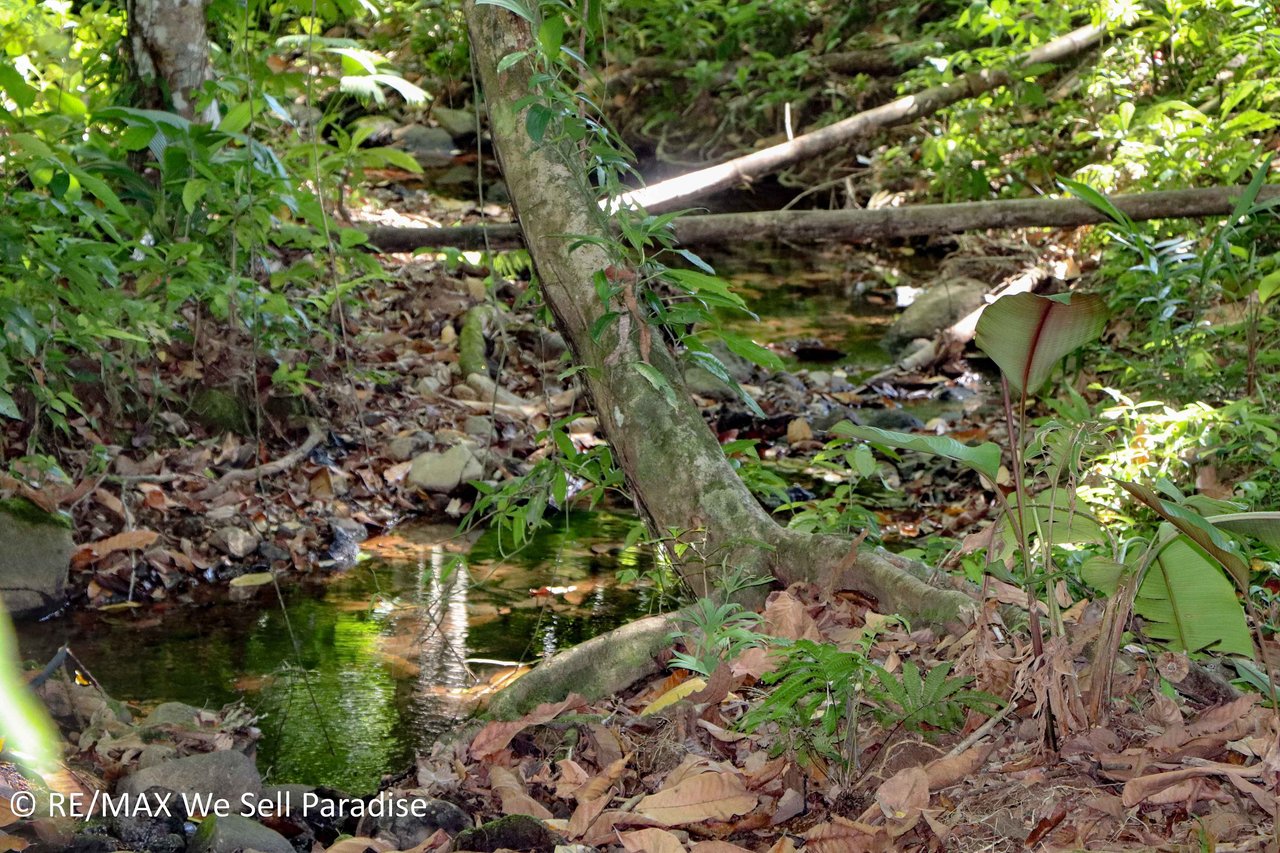 A large jungle-clad piece of land with mountain views, internal creek, and river frontage.