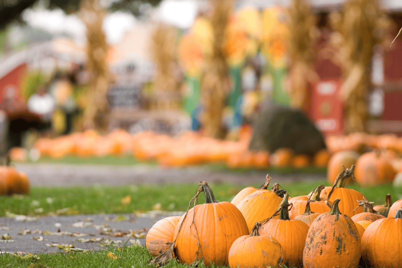 Fall in Orlando: Where Festivals, Pumpkins, and Art Come Together