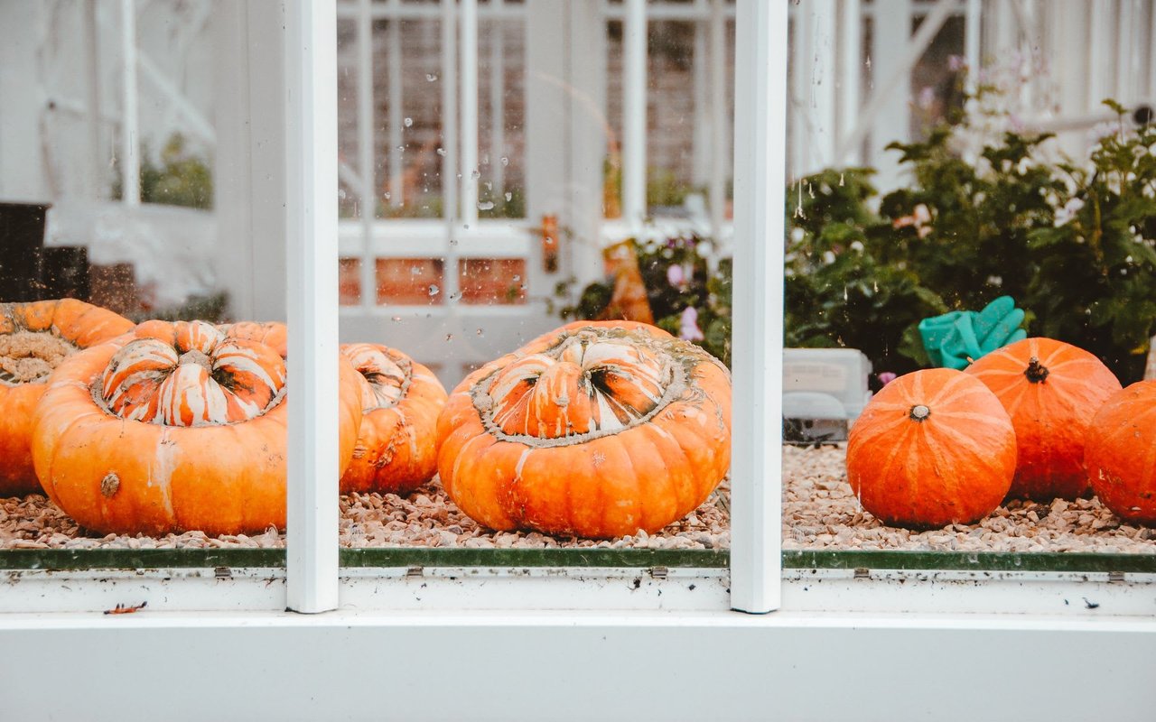 5 Ways to Recycle Your Pumpkin After Halloween