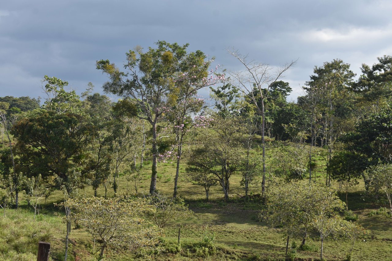 Katira Serenity | Farm with Direct Access to small Lake and Rainforest!