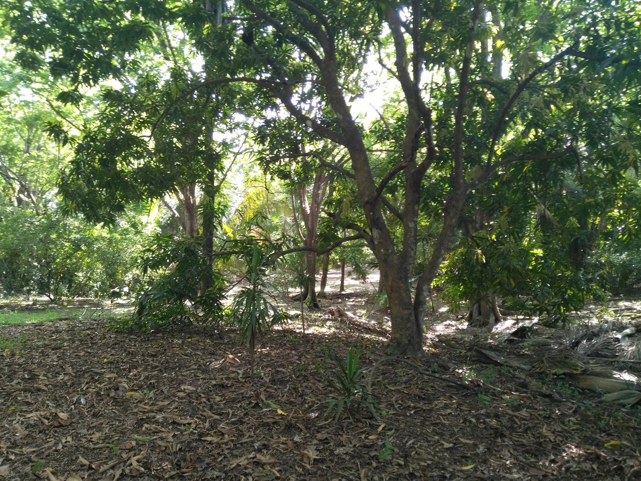 Private Secluded Beachfront Lot, Santa Teresa, Puntarenas