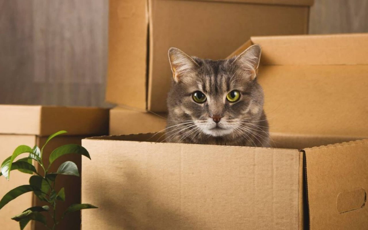 Moving Pets to Hawaii: Frequently Asked Questions (FAQ), Part 3