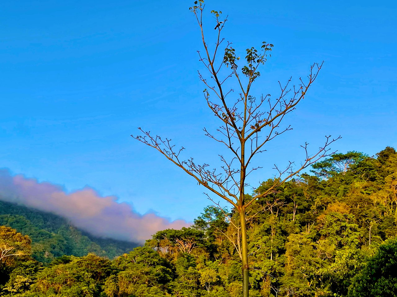 Wildlife•Wildlife •Wildlife, Tres Rios, Puntarenas