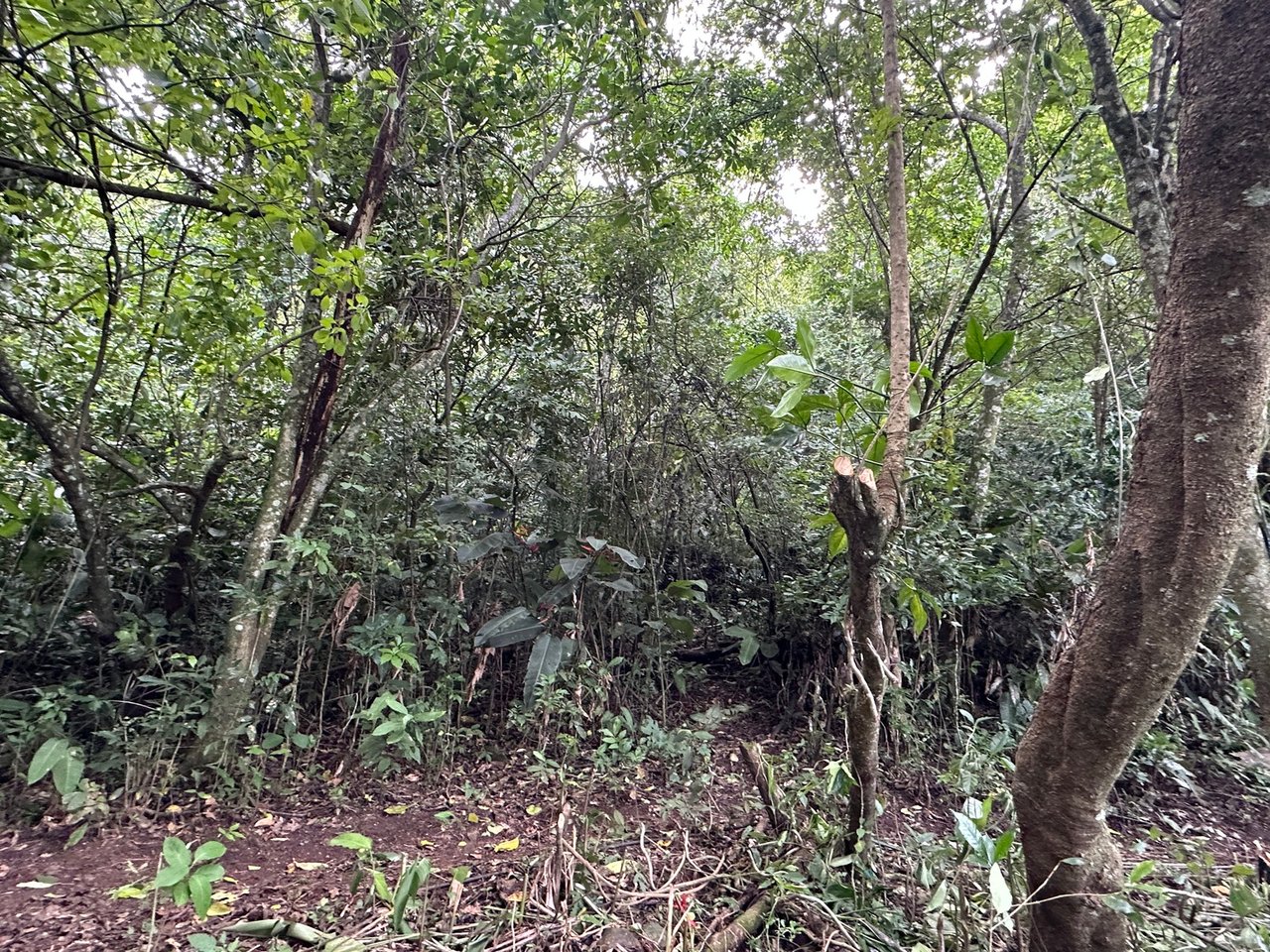 Panoramic View Buildable Land, Escazu, San Jose
