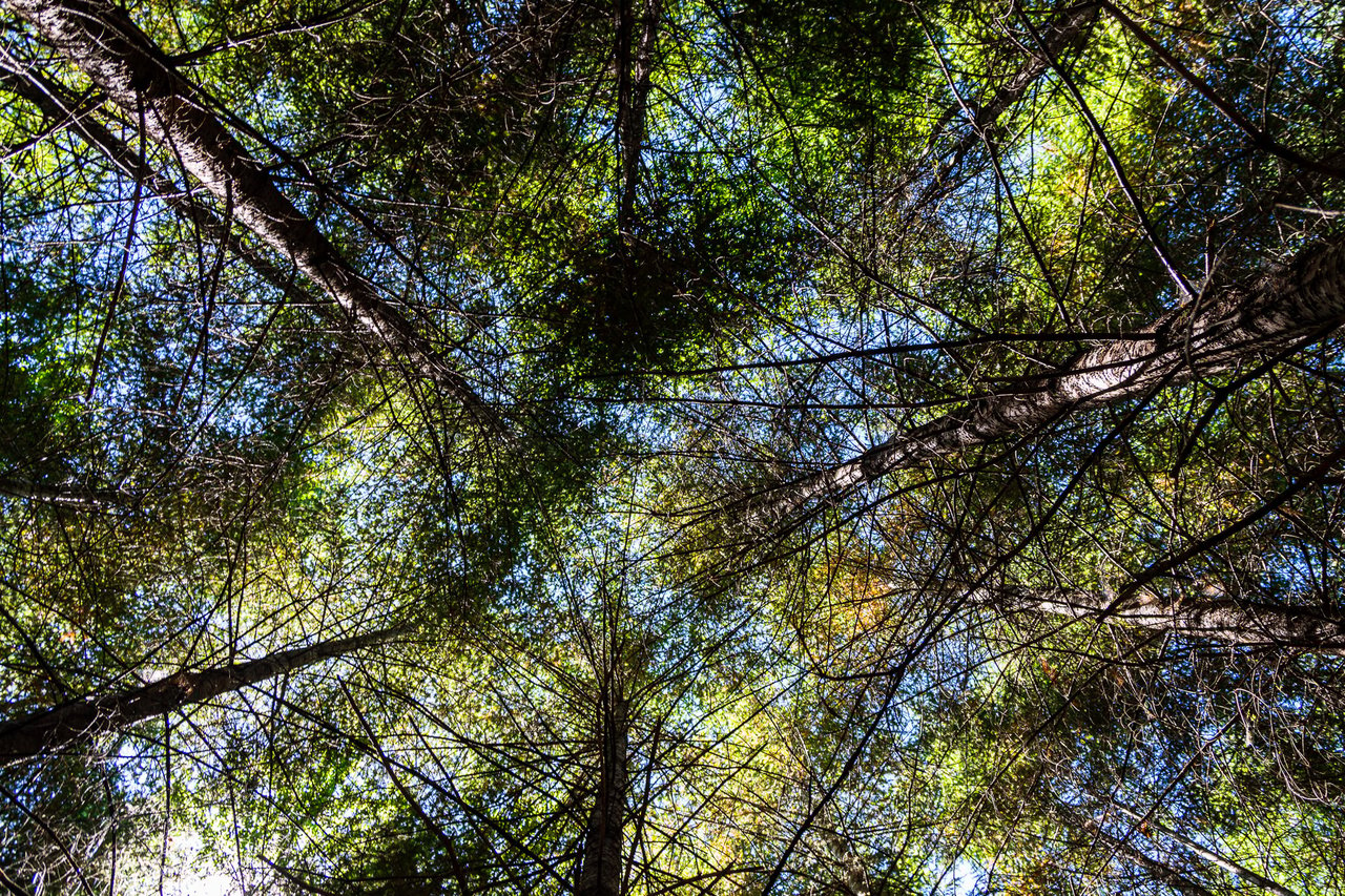 Hayes Hill Tree Farm 