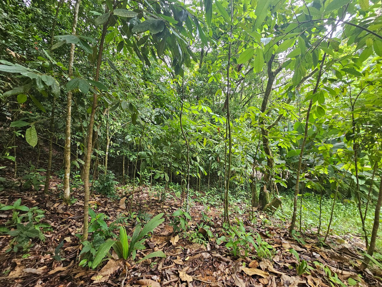 Discover Your Dream in Uvita's Prime Real Estate