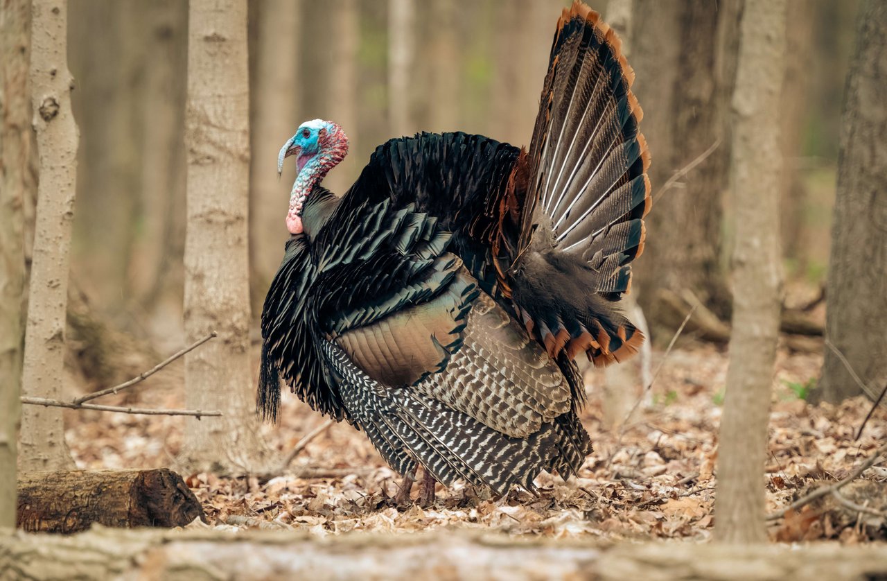 Cooking Wild Turkey in North Carolina