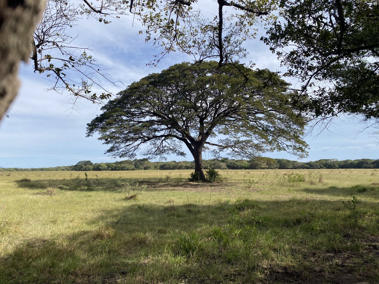 Strategic Cattle Ranch Development, Tamarindo, Guanacaste
