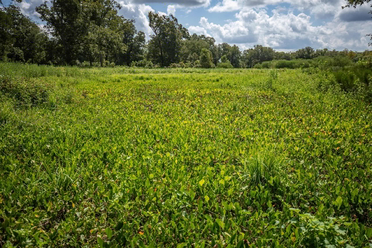 Lovers Lane River Ranch | 140± Acres | DeWitt County