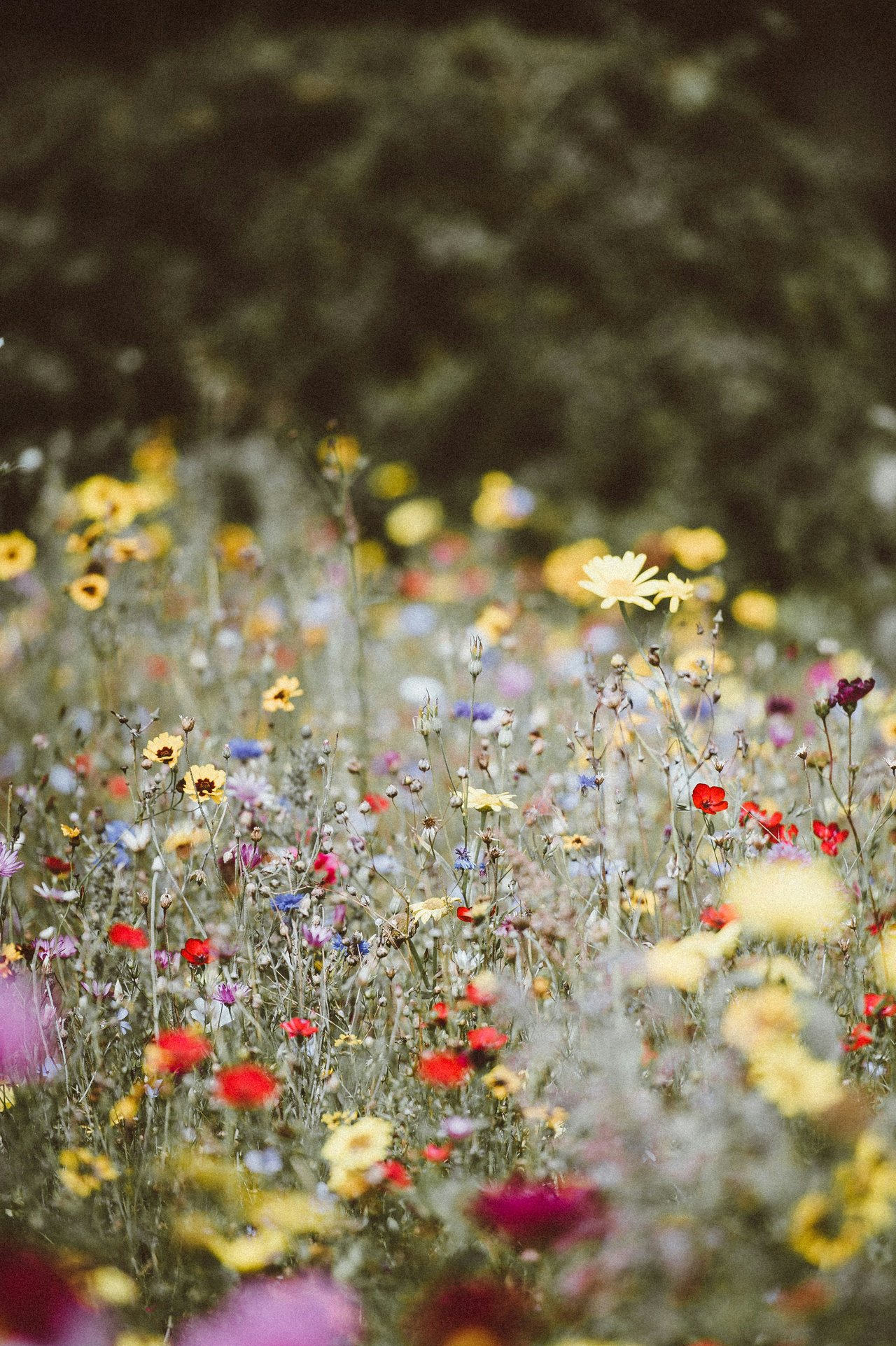 Peak Wildflower Viewing in Crested Butte