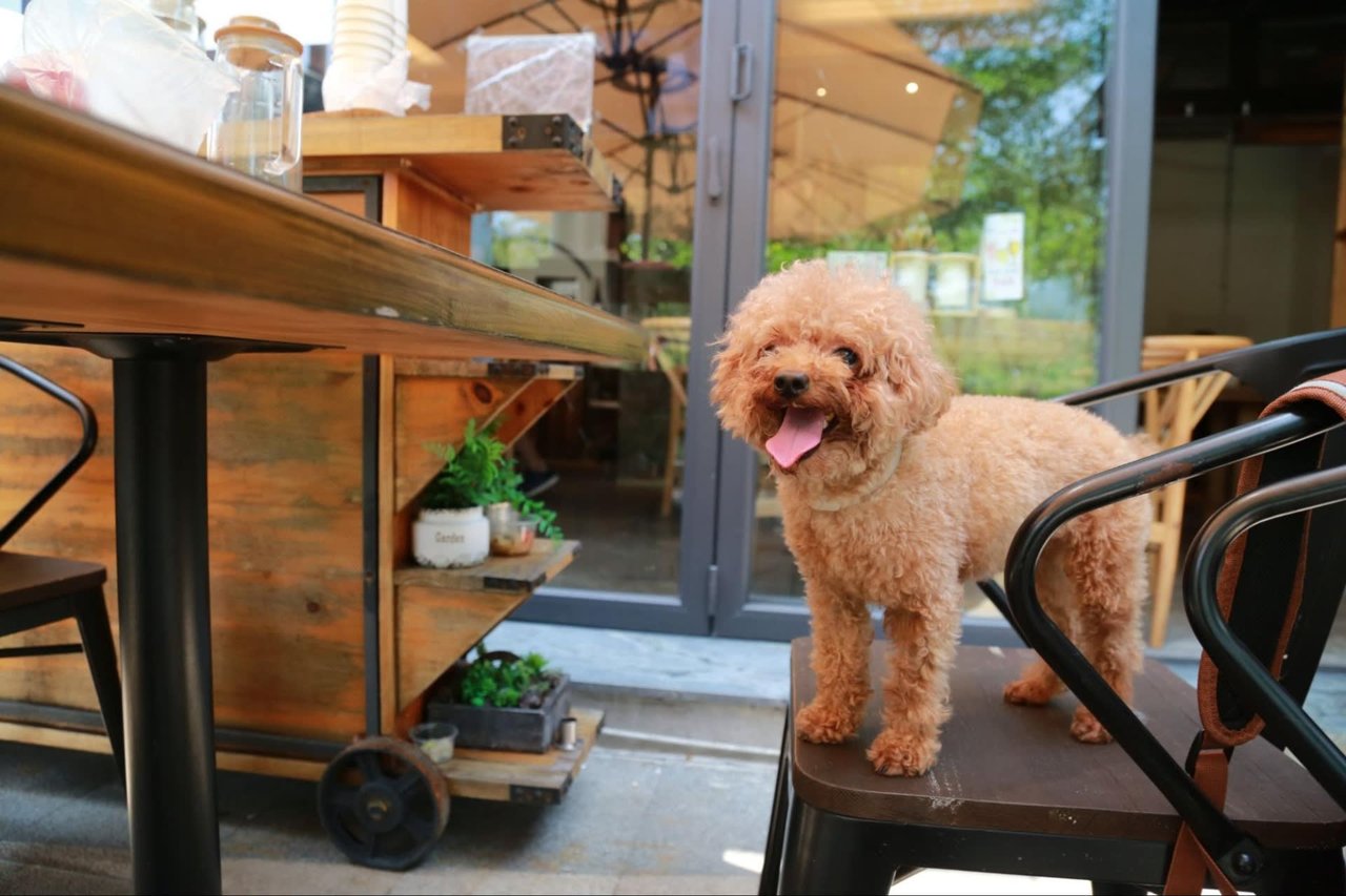 # Dog-Friendly Restaurants in Honolulu