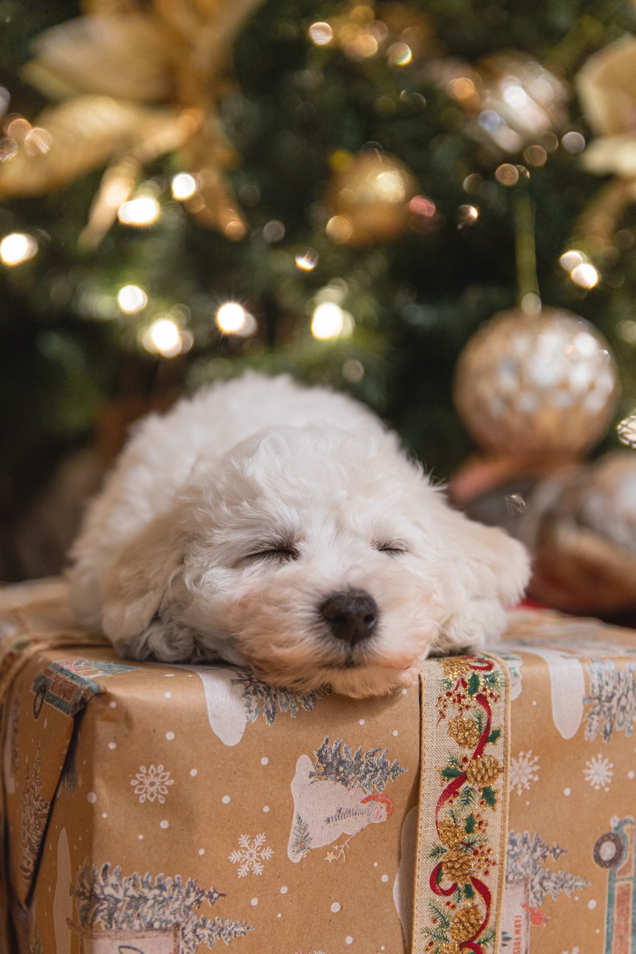 All I Want for Christmas is a New Home: A Hilarious Guide to Gifting Yourself the Perfect Property