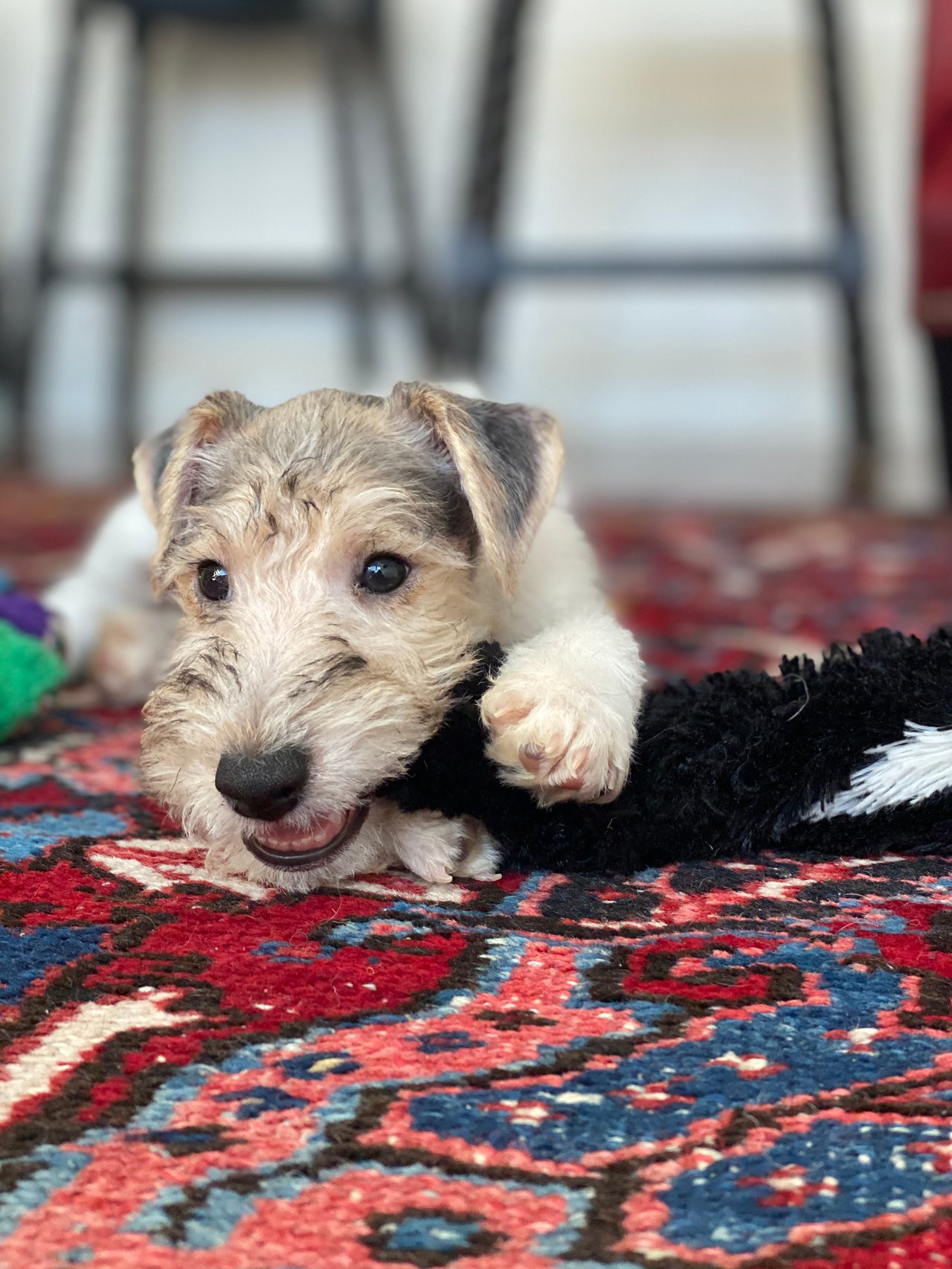 Welcome Buzz to the Grieger Group Family!