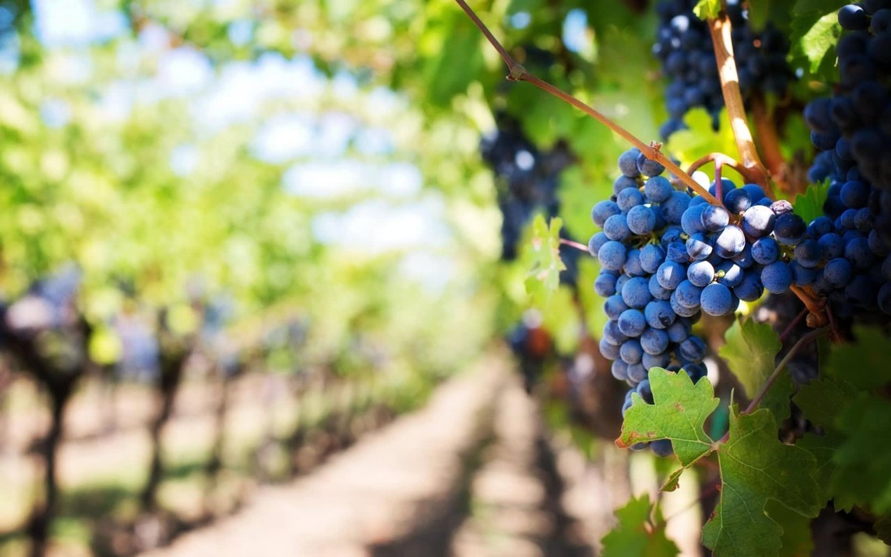 A bunch of grapes hanging from a vine in a vineyard.