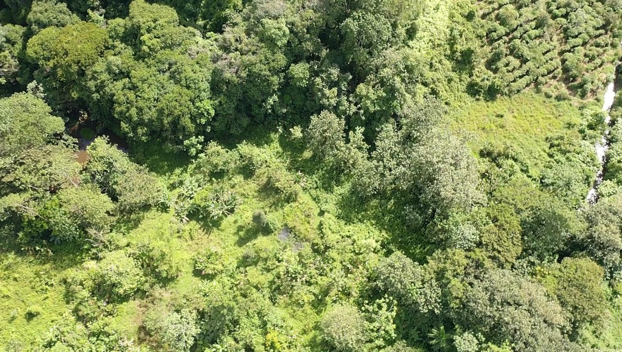Sustainable Conservation Retreat, Osa, Puntarenas